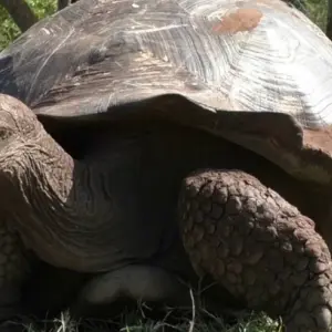 Explore Nature and Adventure: 5 Days in Santa Cruz and Isabela for 5 days with BM Tours and discover unforgettable experiences - Photo 11