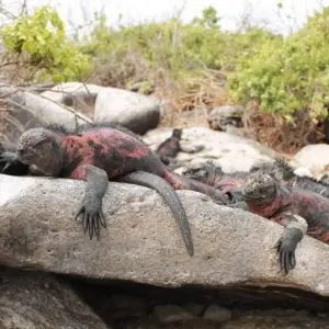 Explore San Cristobal Explorer 4D 3N for 4 days with BM Tours and discover unforgettable experiences - Photo 11