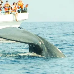 Explore Family Tour Of  Sri Lanka for 11 days with BH Lanka Tours  and discover unforgettable experiences - Photo 7