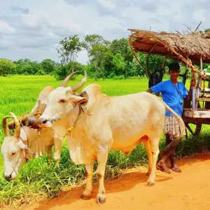 Explore Sri Lanka Adventure Scape for 11 days with BH Lanka Tours  and discover unforgettable experiences - Photo 4