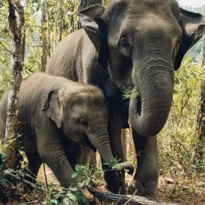 Explore Sri Lanka Adventure Scape for 11 days with BH Lanka Tours  and discover unforgettable experiences - Photo 7