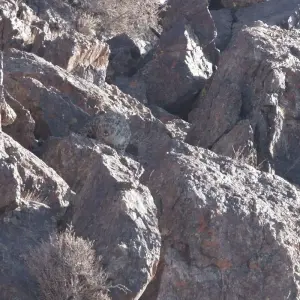 Explore Tracking The Snow Leopard In Gobi” Photo Safari Tour for 11 days with BTTC Travel and discover unforgettable experiences - Photo 2