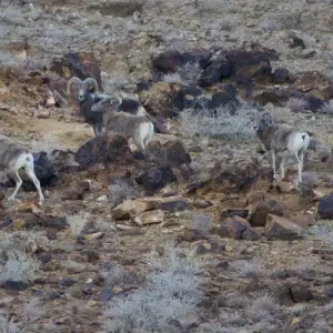 Explore Tracking The Snow Leopard In Gobi” Photo Safari Tour for 11 days with BTTC Travel and discover unforgettable experiences - Photo 4