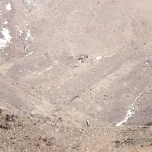 Explore Tracking The Snow Leopard In Gobi” Photo Safari Tour for 11 days with BTTC Travel and discover unforgettable experiences - Photo 5