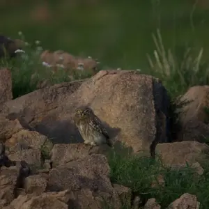Explore Tracking The Snow Leopard In Gobi” Photo Safari Tour for 11 days with BTTC Travel and discover unforgettable experiences - Photo 6