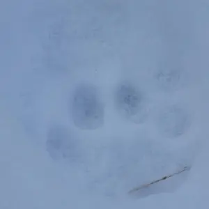 Explore Tracking The Snow Leopard In Gobi” Photo Safari Tour for 11 days with BTTC Travel and discover unforgettable experiences - Photo 7