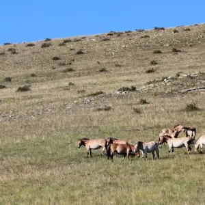 Explore Naadam festival for 12 days with BTTC Travel and discover unforgettable experiences - Photo 9