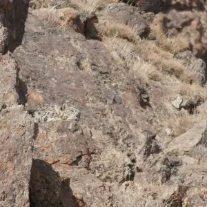 Explore Tracking The Snow Leopard In Gobi” Photo Safari Tour for 11 days with BTTC Travel and discover unforgettable experiences - Photo 9