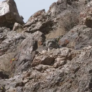 Explore Tracking The Snow Leopard In Gobi” Photo Safari Tour for 11 days with BTTC Travel and discover unforgettable experiences - Photo 10