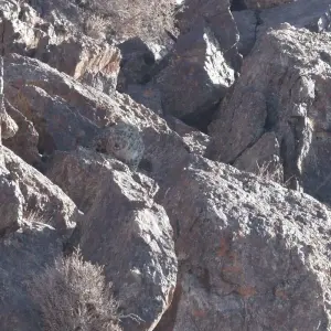 Explore Tracking The Snow Leopard In Gobi” Photo Safari Tour for 11 days with BTTC Travel and discover unforgettable experiences - Photo 11