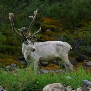 Explore Khuvsgul Lake & The Tsaatans Of Taiga for 8 days with BTTC Travel and discover unforgettable experiences - Photo 11