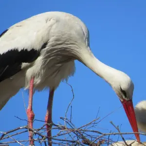 Explore HIKING THE LITHUANIAN SEASIDE: Curonian Spit, Palanga, Ventė Cape for 8 days with Baltic Bike Travel UAB and discover unforgettable experiences - Photo 4