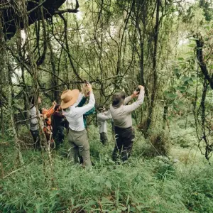 Explore 3 Day Uganda Gorilla Trek Budget Safari via Kigali for 3 days with Bamboo Ecotours and discover unforgettable experiences - Photo 2