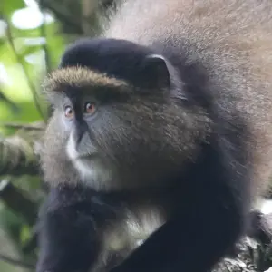 Explore 3-Day Uganda Gorillas and Golden Monkey Trekking Safari for 3 days with Bamboo Ecotours and discover unforgettable experiences - Photo 2