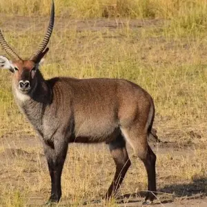 Explore 7 Day Gorillas, Wildlife, Lake Bunyonyi and Chimp Trek for 7 days with Bamboo Ecotours and discover unforgettable experiences - Photo 2