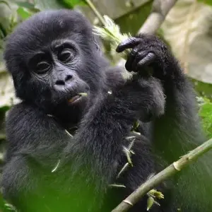 Explore 5 Day Gorilla Trekking and Lake Bunyonyi Canoeing for 5 days with Bamboo Ecotours and discover unforgettable experiences - Photo 2