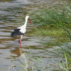 Explore 8-DAY SELF-DRIVE TOUR IN ESTONIA for 8 days with Baltic Nature Travel and discover unforgettable experiences - Photo 4