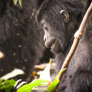 Explore 3-Day Uganda Gorillas and Golden Monkey Trekking Safari for 3 days with Bamboo Ecotours and discover unforgettable experiences - Photo 3