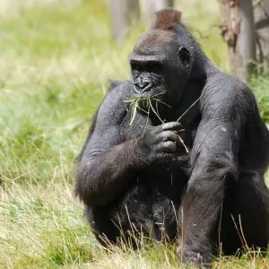 Explore 3 Day Gorilla Trekking Fly In Safari at Bwindi National Park for 3 days with Bamboo Ecotours and discover unforgettable experiences - Photo 2