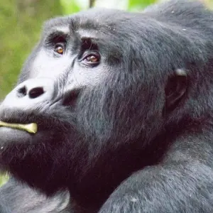 Explore 7 Day Gorillas, Wildlife, Lake Bunyonyi and Chimp Trek for 7 days with Bamboo Ecotours and discover unforgettable experiences - Photo 3