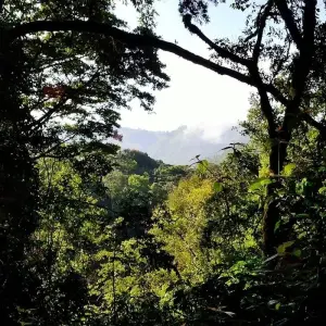 Explore 3 Day Uganda Gorilla Trek Budget Safari via Kigali for 3 days with Bamboo Ecotours and discover unforgettable experiences - Photo 3