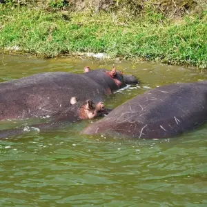 Explore 10 Day Western Uganda Wildlife Safari for 10 days with Bamboo Ecotours and discover unforgettable experiences - Photo 2