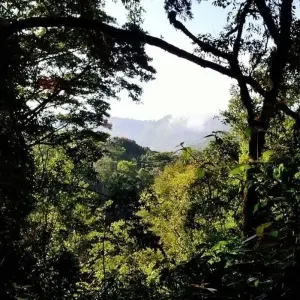 Explore 5 Day Gorilla Trekking and Lake Bunyonyi Canoeing for 5 days with Bamboo Ecotours and discover unforgettable experiences - Photo 3