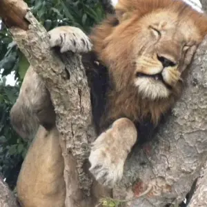 Explore 7 Day Gorillas, Wildlife, Lake Bunyonyi and Chimp Trek for 7 days with Bamboo Ecotours and discover unforgettable experiences - Photo 4