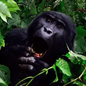 Explore 5 Day Gorilla Trekking and Lake Bunyonyi Canoeing for 5 days with Bamboo Ecotours and discover unforgettable experiences - Photo 4