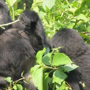 Explore 3 Day Uganda Gorilla Trek Budget Safari via Kigali for 3 days with Bamboo Ecotours and discover unforgettable experiences - Photo 4