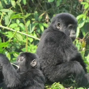 Explore 3-Day Uganda Gorillas and Golden Monkey Trekking Safari for 3 days with Bamboo Ecotours and discover unforgettable experiences - Photo 5
