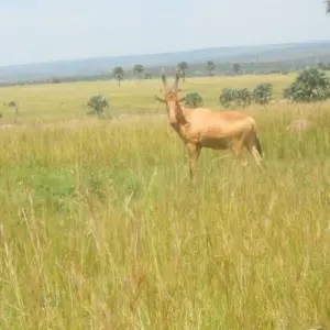 Explore 8-Day Gorilla Safari and Chimp Habituation Experience at Kibale for 8 days with Bamboo Ecotours and discover unforgettable experiences - Photo 4