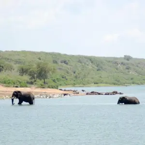 Explore 4 Day Queen Elizabeth National Park Safari for 4 days with Bamboo Ecotours and discover unforgettable experiences - Photo 5