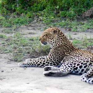 Explore 7 Day Gorillas, Wildlife, Lake Bunyonyi and Chimp Trek for 7 days with Bamboo Ecotours and discover unforgettable experiences - Photo 5