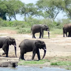 Explore 7 Day Gorillas, Wildlife, Lake Bunyonyi and Chimp Trek for 7 days with Bamboo Ecotours and discover unforgettable experiences - Photo 6