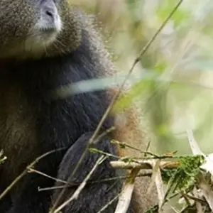 Explore 3-Day Uganda Gorillas and Golden Monkey Trekking Safari for 3 days with Bamboo Ecotours and discover unforgettable experiences - Photo 7