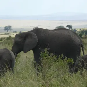 Explore 4 Day Queen Elizabeth National Park Safari for 4 days with Bamboo Ecotours and discover unforgettable experiences - Photo 7