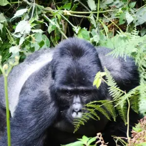Explore 5 Day Gorilla Trekking and Lake Bunyonyi Canoeing for 5 days with Bamboo Ecotours and discover unforgettable experiences - Photo 8