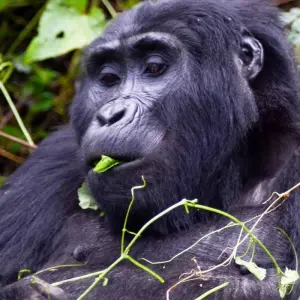 Explore 7 Day Gorillas, Wildlife, Lake Bunyonyi and Chimp Trek for 7 days with Bamboo Ecotours and discover unforgettable experiences - Photo 8