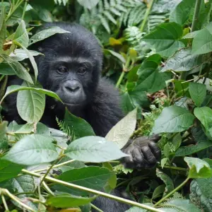 Explore 8-Day Gorilla Safari and Chimp Habituation Experience at Kibale for 8 days with Bamboo Ecotours and discover unforgettable experiences - Photo 8