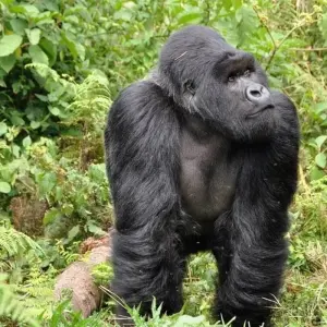 Explore 3 Day Uganda Gorilla Trek Budget Safari via Kigali for 3 days with Bamboo Ecotours and discover unforgettable experiences - Photo 9
