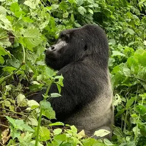 Explore 3 Day Uganda Gorilla Trek Budget Safari via Entebbe for 3 days with Bamboo Ecotours and discover unforgettable experiences - Photo 2