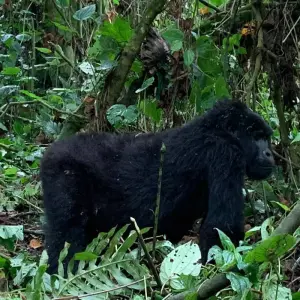 Explore Transfer from Kisoro Airport to Bwindi National Park for 2 days with Bamboo Ecotours and discover unforgettable experiences - Photo 2