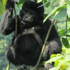 Explore 3 Day Kalinzu Forest Chimps and Gorilla Trek for 3 days with Bamboo Ecotours and discover unforgettable experiences - Photo 3