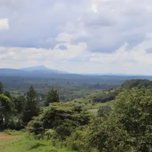 Explore 4 Day Gorillas, Wildlife and Chimp Trek at Kalinzu Forest for 4 days with Bamboo Ecotours and discover unforgettable experiences - Photo 3