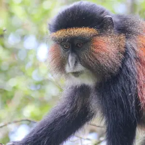 Explore 3-Day Rwanda Gorillas and Golden Monkey Trek for 3 days with Bamboo Ecotours and discover unforgettable experiences - Photo 2