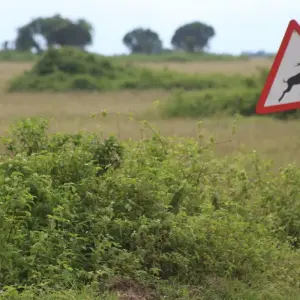 Explore 7-Day Rwanda Gorillas, Wildlife & Chimp Trekking Safari for 7 days with Bamboo Ecotours and discover unforgettable experiences - Photo 2