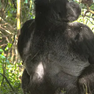 Explore 2-Day Rwanda Gorilla Trekking Budget Safari for 2 days with Bamboo Ecotours and discover unforgettable experiences - Photo 2