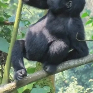 Explore 3 Day Kalinzu Forest Chimps and Gorilla Trek for 3 days with Bamboo Ecotours and discover unforgettable experiences - Photo 4
