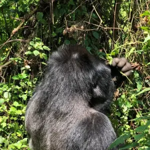 Explore 6 Day Gorillas, Golden Monkeys and Chimp Trek at Kibale Forest for 6 days with Bamboo Ecotours and discover unforgettable experiences - Photo 3